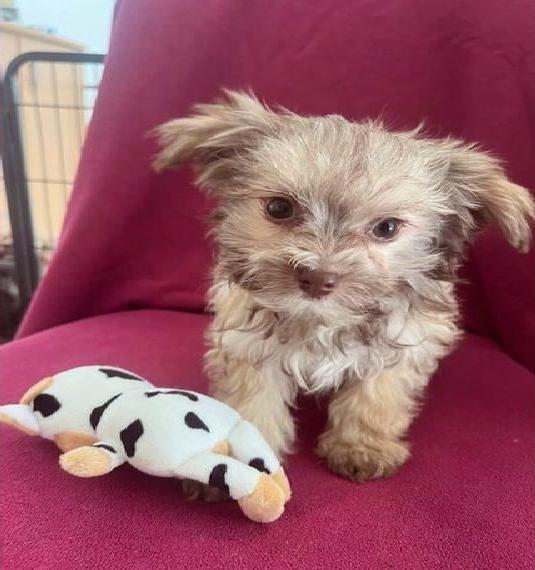 Bolonka Zwetna Rüde, Iwan vom Sebnitztal