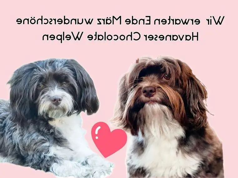 Wundervoller Havaneser Welpe chocolate/White Rüde