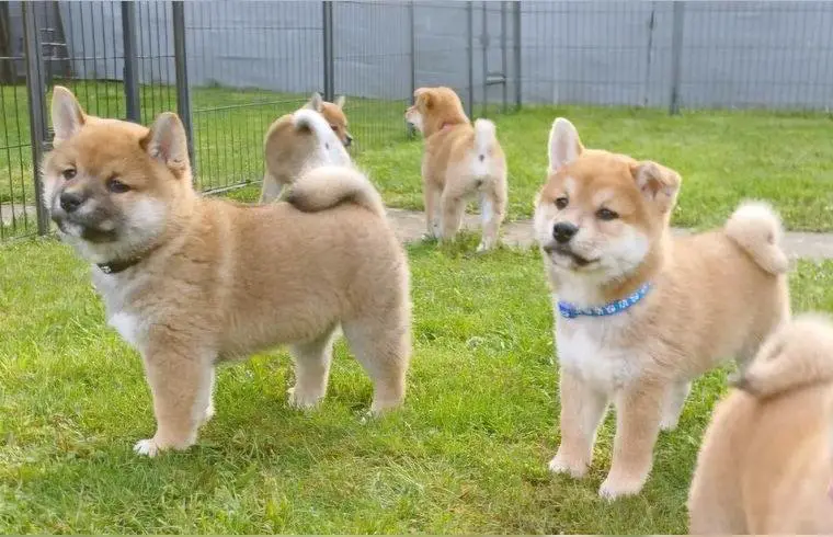 Shiba Inu Welpen mit Herz und Charakter – abzugeben in liebevolle Hände