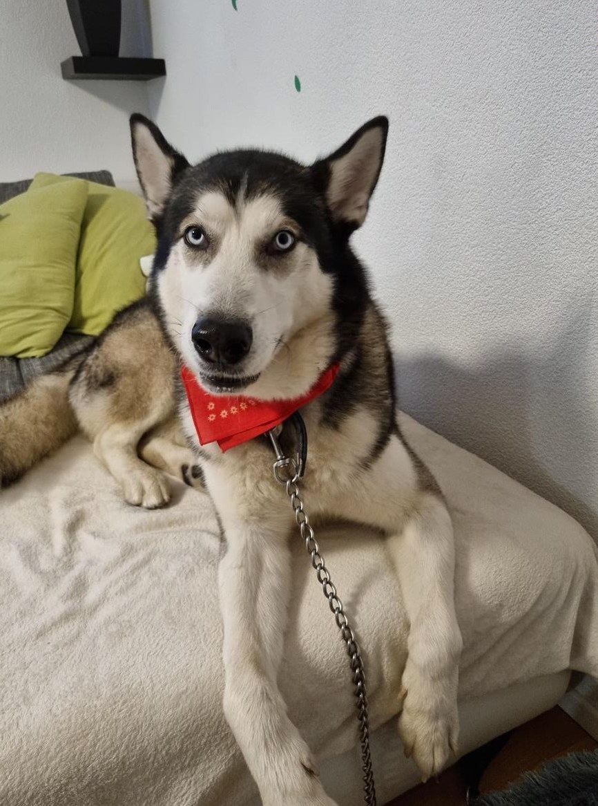 Husky Rüde Miki sucht ein neues Zuhause