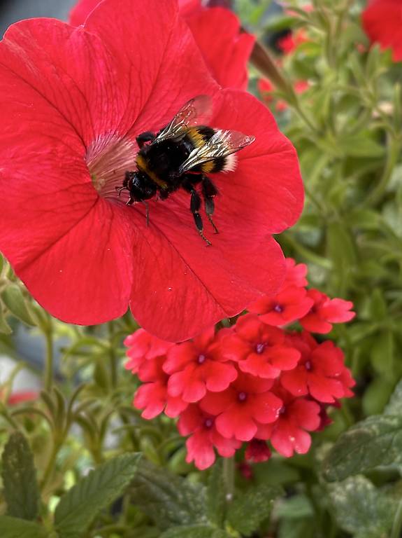 Bist Du eine Putzfee ?