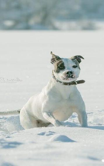 American Bulldog Hündin