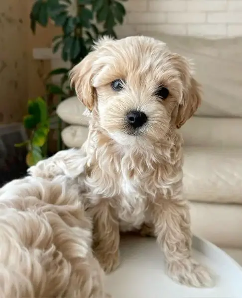 maltipoo toy -- Toy- maltipoo