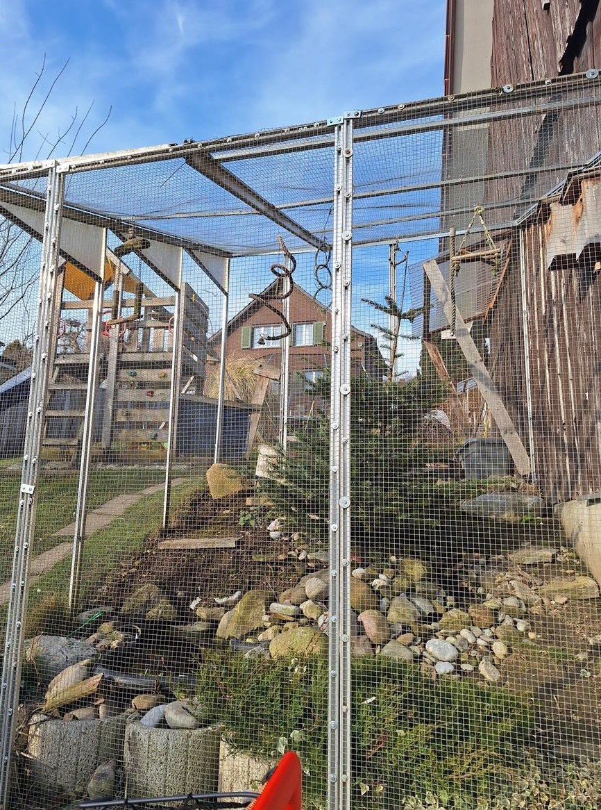 Diverse Vogelarten gesucht - Sittiche oder Agapornis