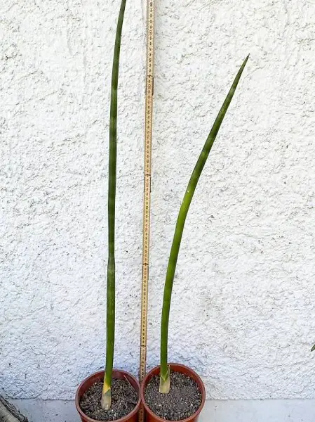 Bogenhanf: Sansevieria suffruticosa I