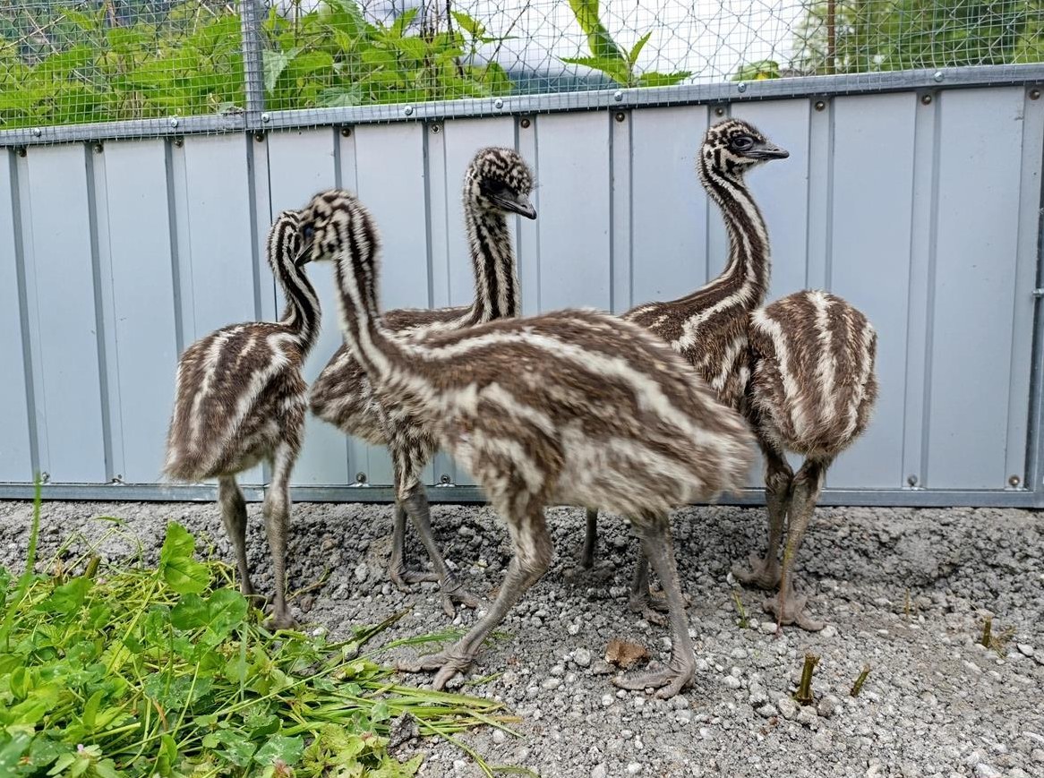 Küken von Emus zu verkaufen