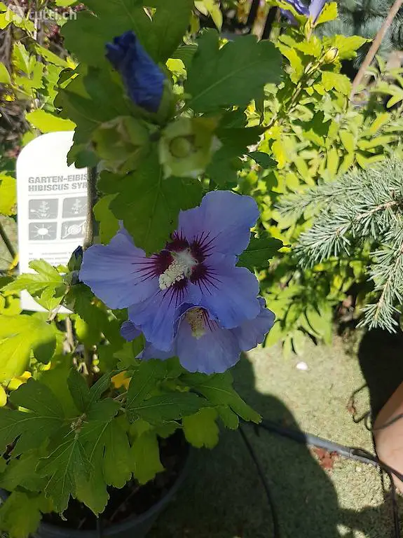Gartenhibiskus/Hibiscus Syriacus Bleu, verschiedene Grössen