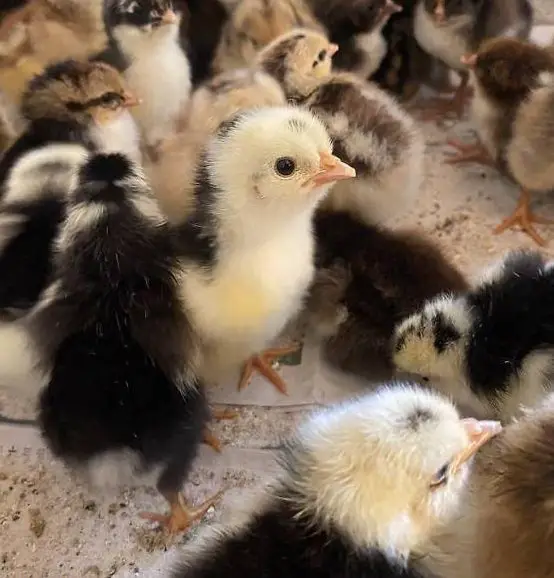 Küken Schwedische Blumenhühner zu verkaufen