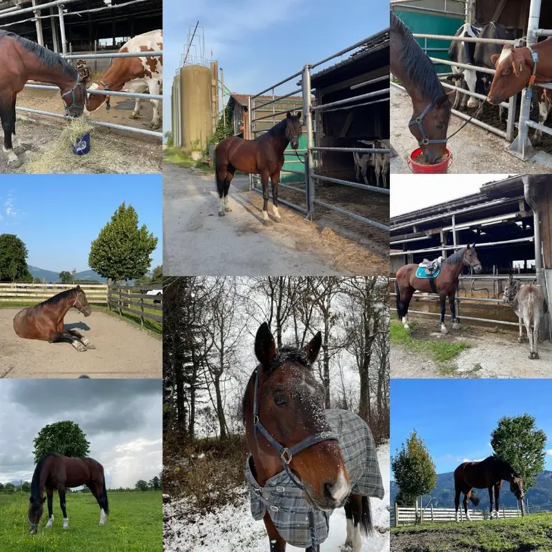 Reitbeteiligung in Diepoldsau mindestens 2 x pro Woche oder mehr