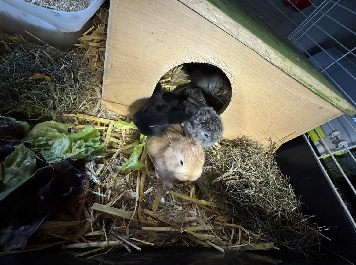 Zwergwidder Babys suchen neues zuhause