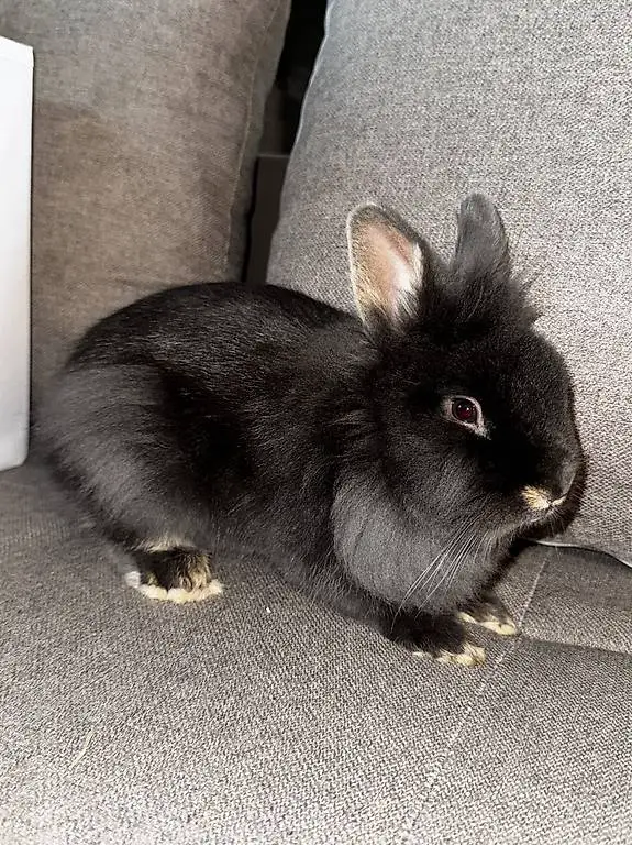 Löwenkopf-Kaninchen zu verkaufen