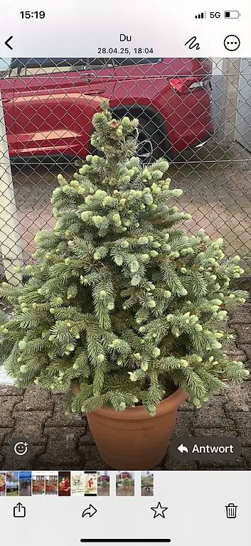 Tannenbaum