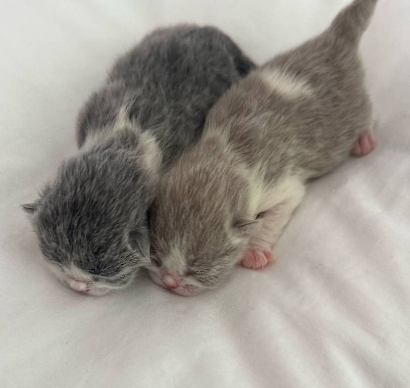 BKH Babys zu verkaufen