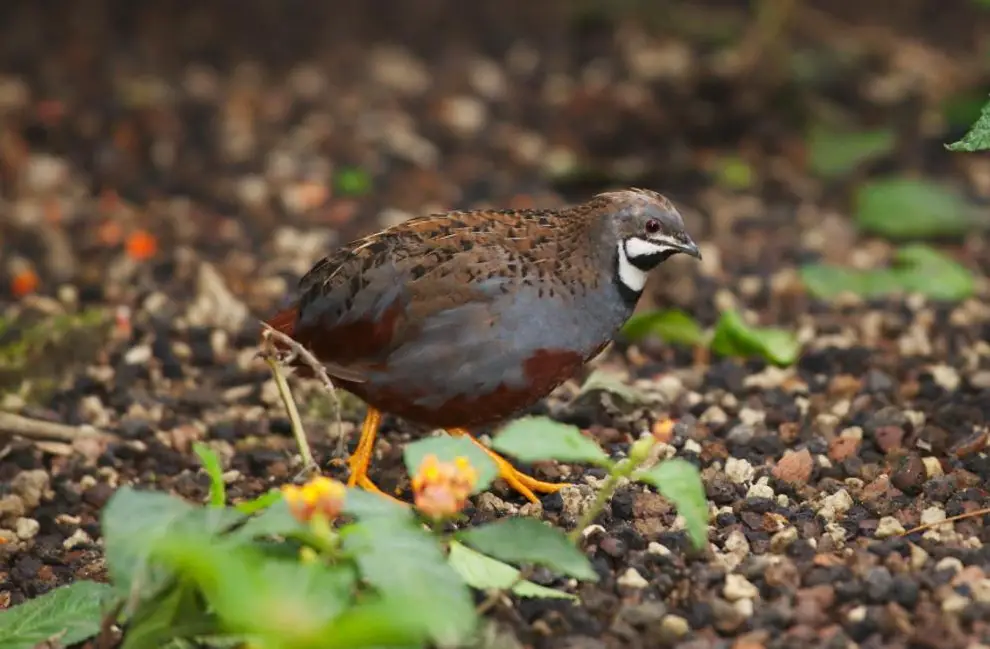 5 Zwergwachtel Hähne GRATIS abzugeben