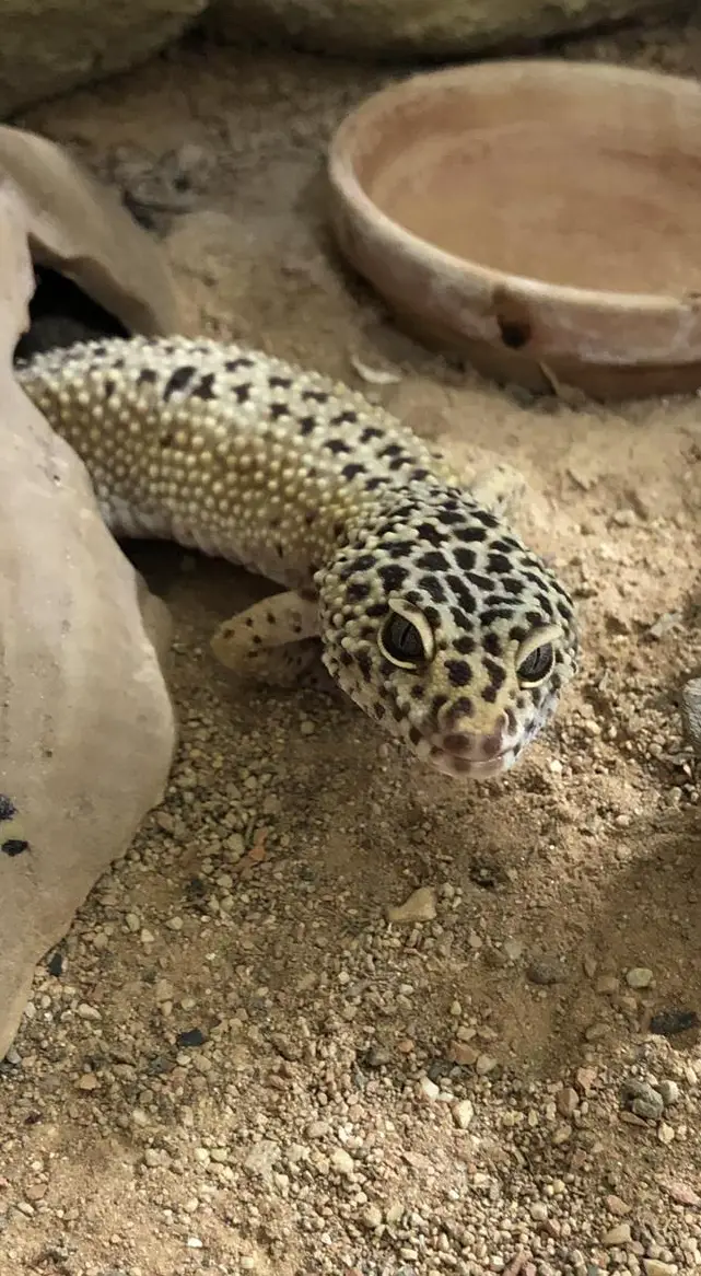 1.0 Leopardgecko aus CH-Nachzucht sucht neues Zuhause
