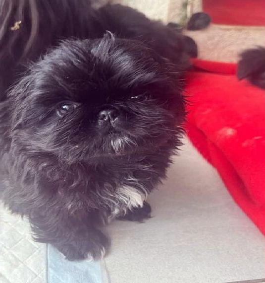 Reinrassige Pekinesen Welpen