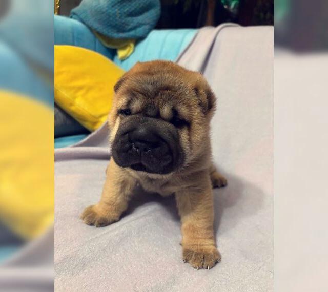 SHAR PEI Welpen von unserer Shar-pei Familie FCI - Heimzucht