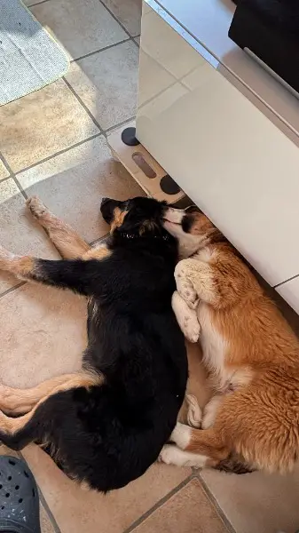 DELA - sucht ihr Für-Immer-Zuhause