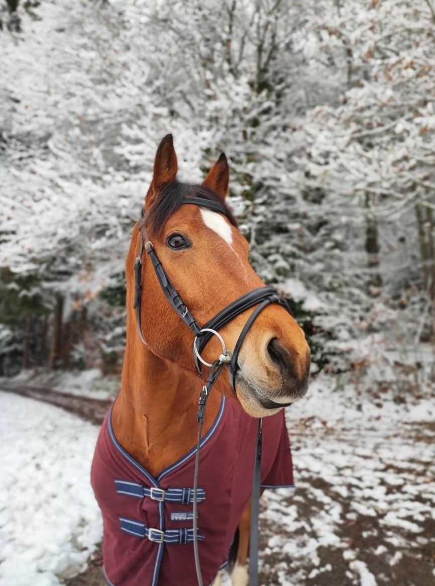 Reitbeteiligung für 12-jährigen Wallach, Meggen LU