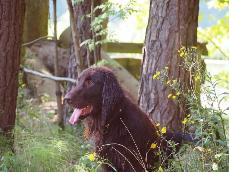 Flat Coated Retriever Deckrüden & Welpen - Champions -