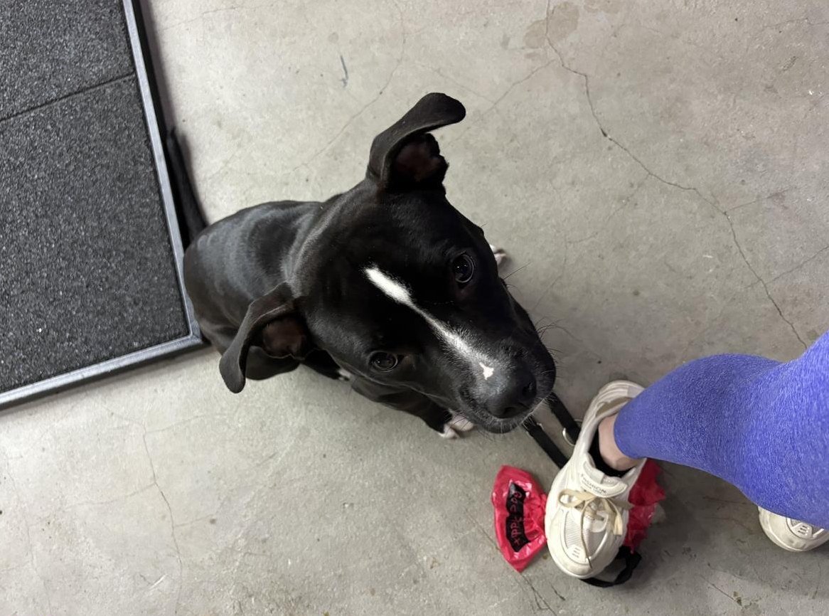 American Bully XL Junghund, Rüde zu verkaufen