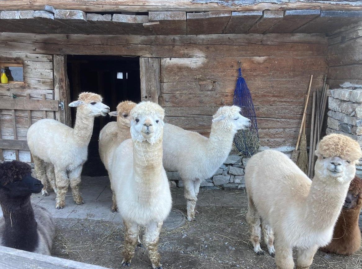 Alpaka Hengste suchen ein Zuhause