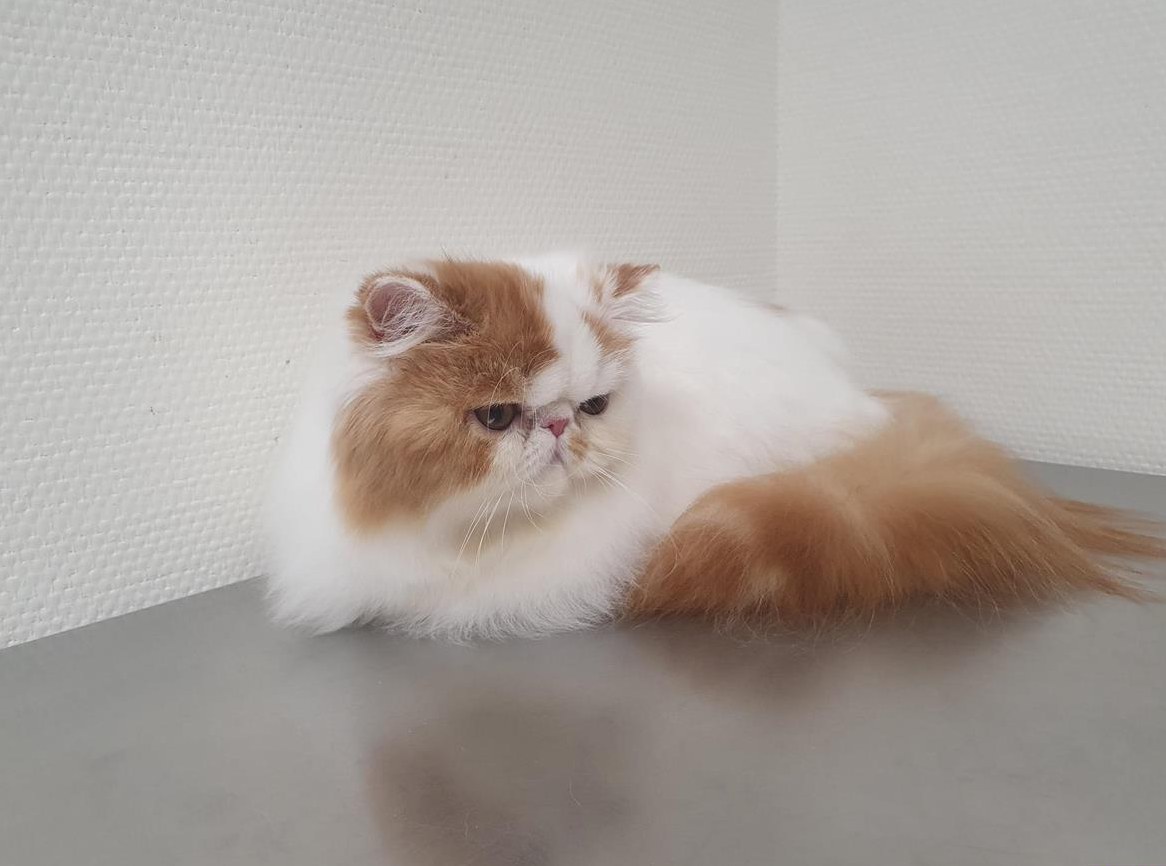 Rassenreines Perser Mädchen mit Stammbaum