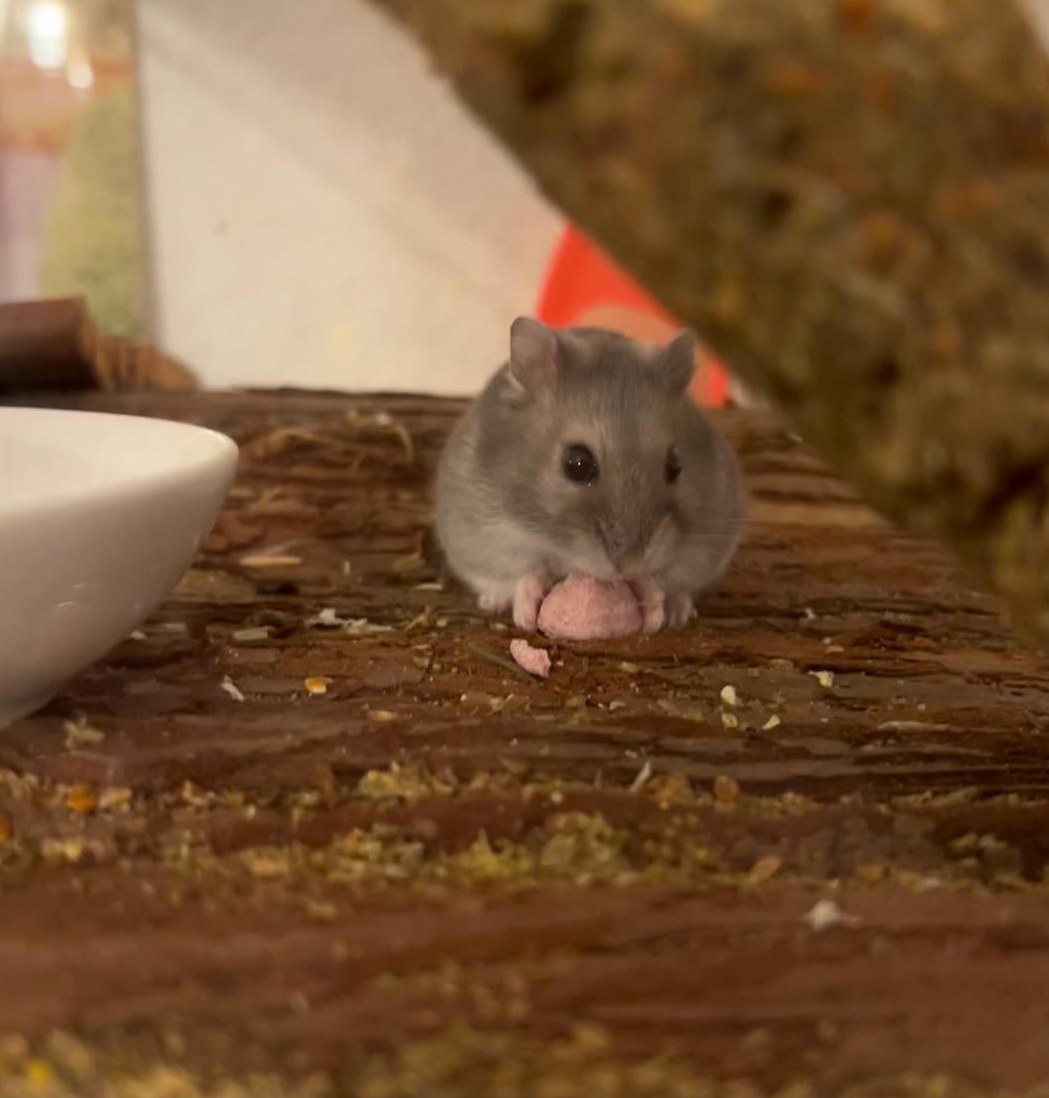 2 Zwerghamster an einen guten Platz abzugeben