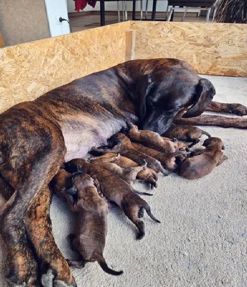 Hannoverscher Schweisshund