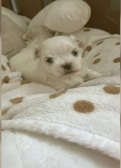 Malteser Welpen Hündin VDH