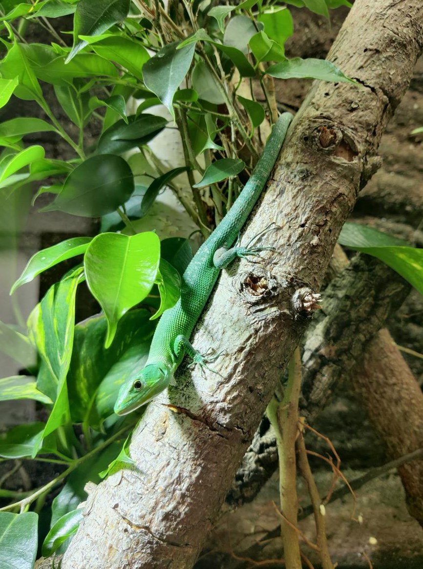 Gastropholis prasina 1.0 - Schweizer Nachzucht