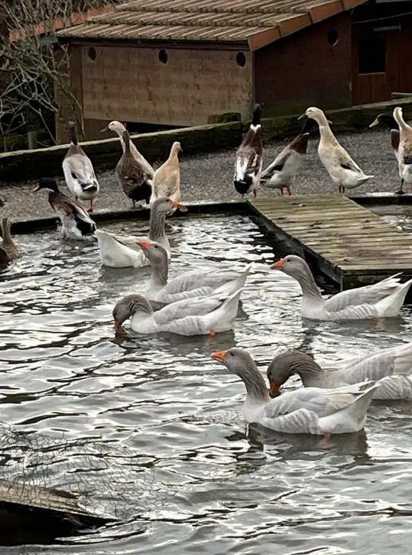 Fränkische Gänse und Laufenten zu verkaufen