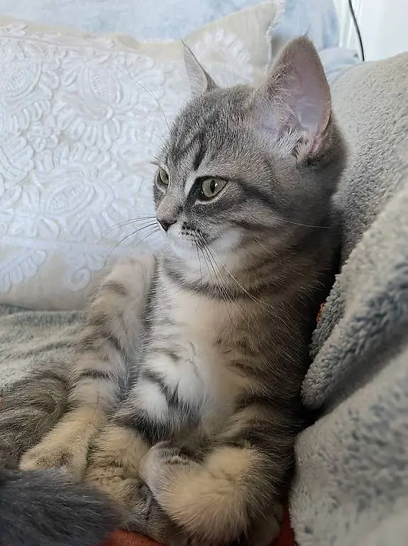 Kitten Kätzchen Katzenbaby BKH/sib.WK/EHK