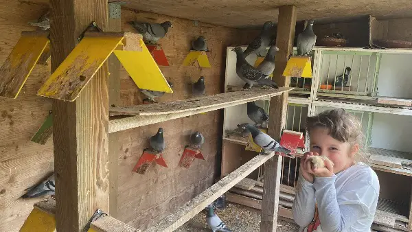 Brieftauben kaufen? Hier werden Sie fündig.