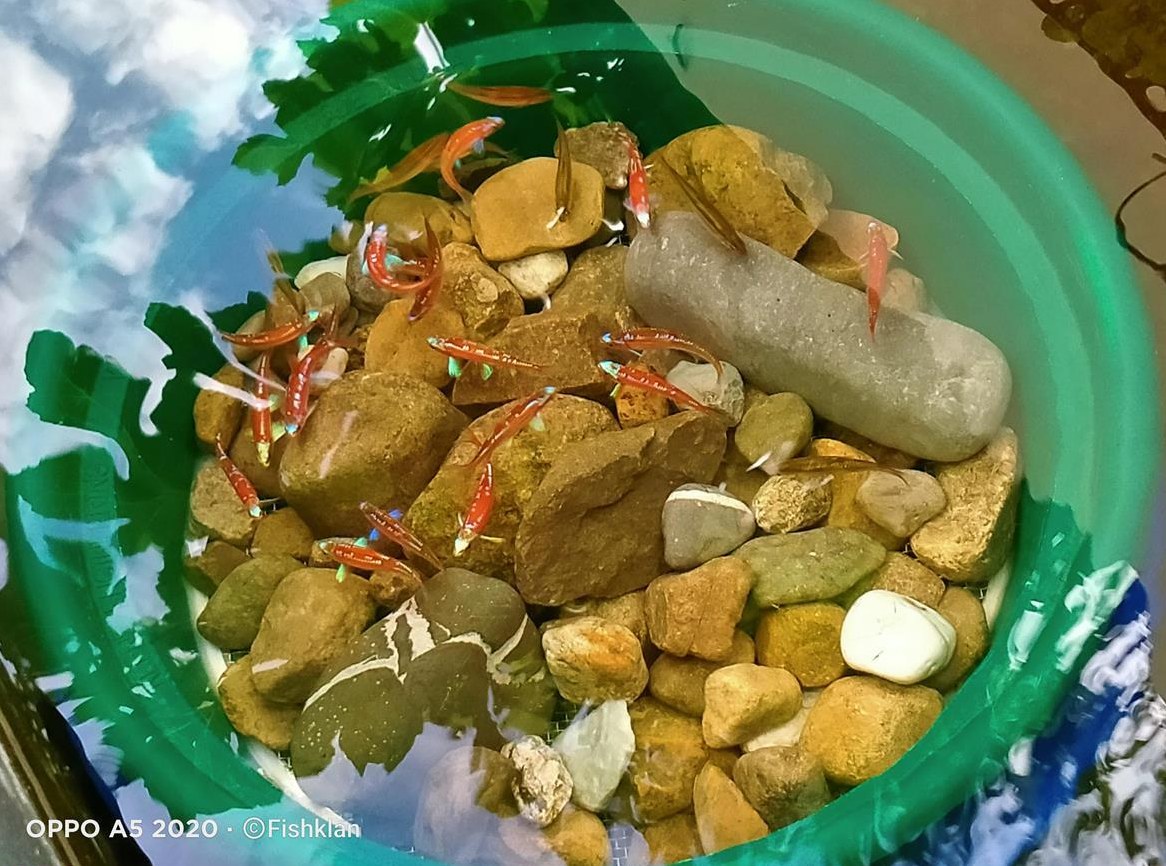 Regenbogen Elritzen zu verkaufen