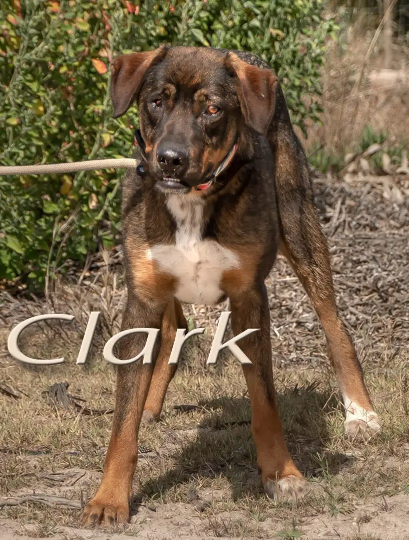 Mischlingsrüde Clark, ein lieber Begleiter fürs Leben