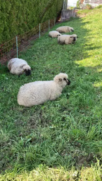 shropshireauen zu verkaufen