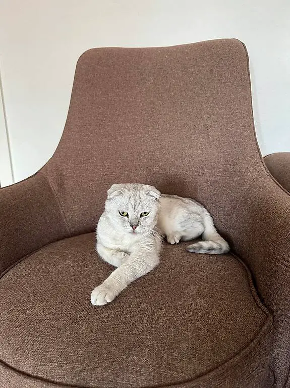 Scottish Fold (2 Jahre alt)