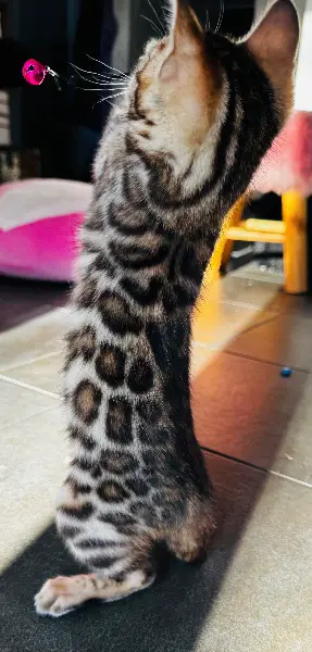 Bengalkitten Bengal Kitten