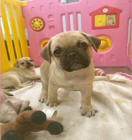 Retro Mops Welpen - Gesund, verspielt und bereit für ihr neues Zuhause