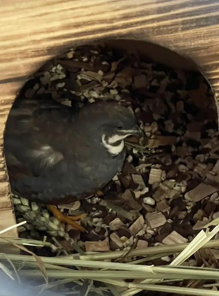 Zwergwachtel Männchen abzugeben