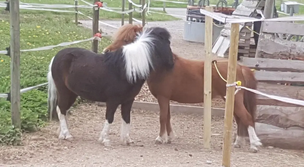 Offenststallplatz frei ab sofort in Zürich Stettbach