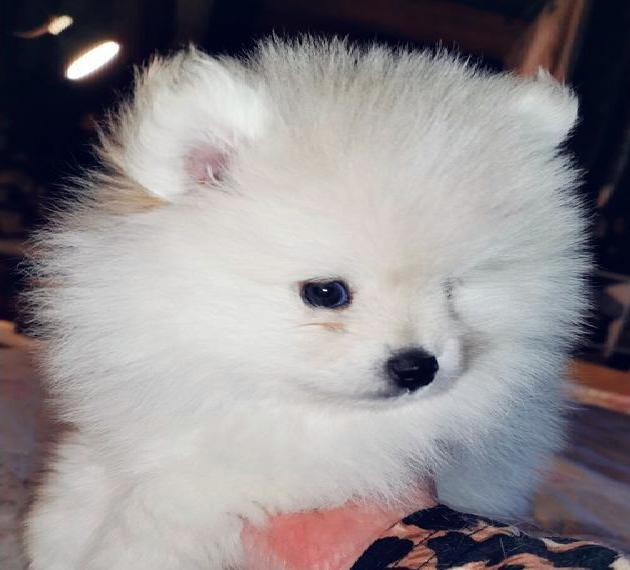 Pomsky Welpen wollen geknuddelt werden