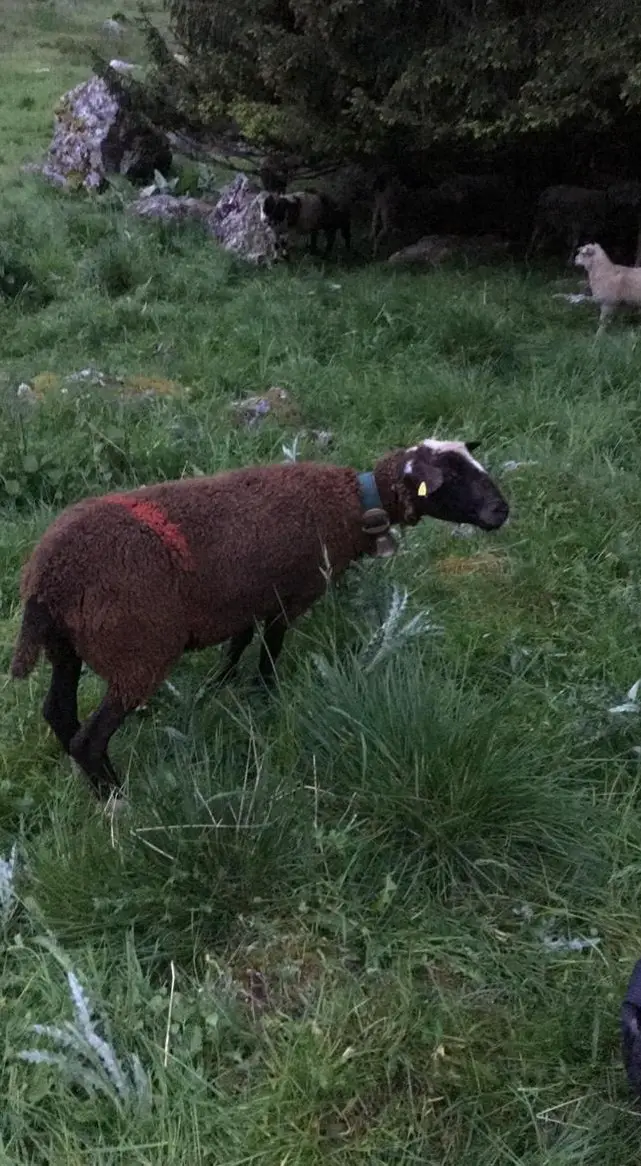 Alpenschaf trächtig zu verkaufen