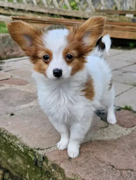 Reinrassige Papillon Welpen