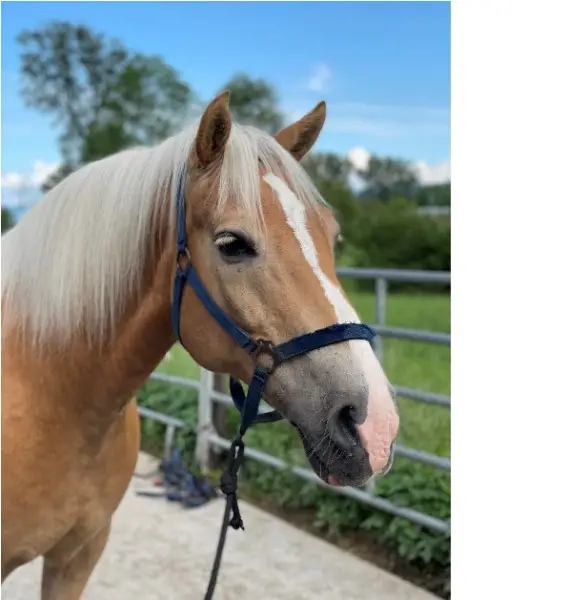 Haflinger Wallach