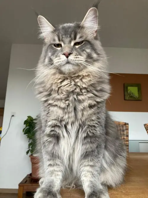 Katzenbetreuung bei Ihnen zu Hause