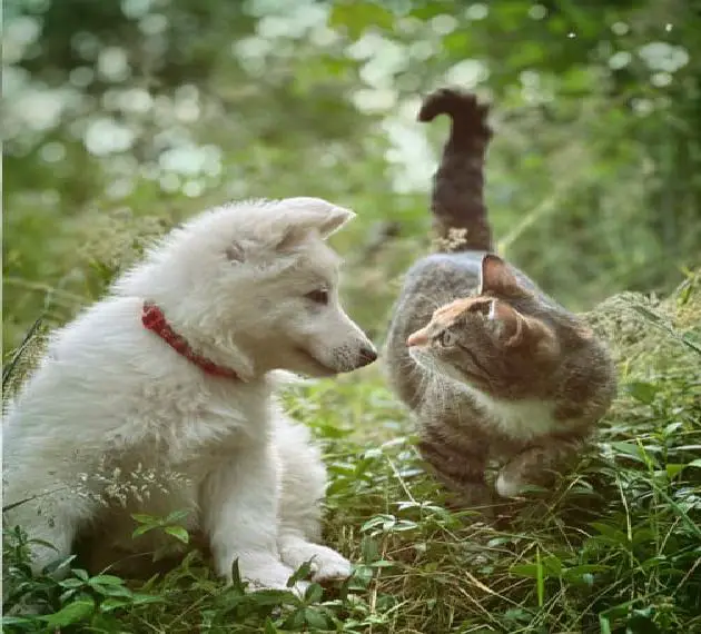 Celtics Weisse Schäferhunde - Welpenerwartung, Langstockhaar Welpen