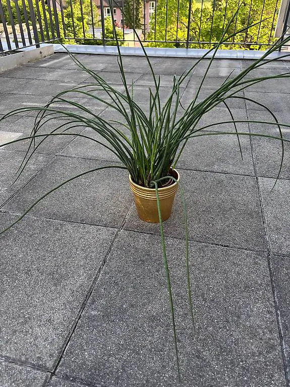 Topfpflanze Sansevieria bacularis