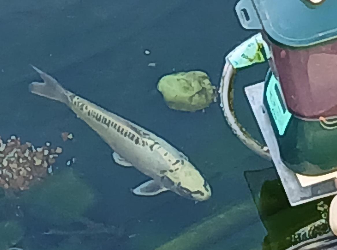 Koi, Name Silberkönig zu verkaufen